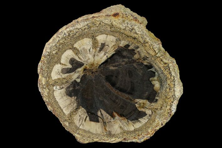 Petrified Wood (Hermanophyton) Slab - Colorado #152221